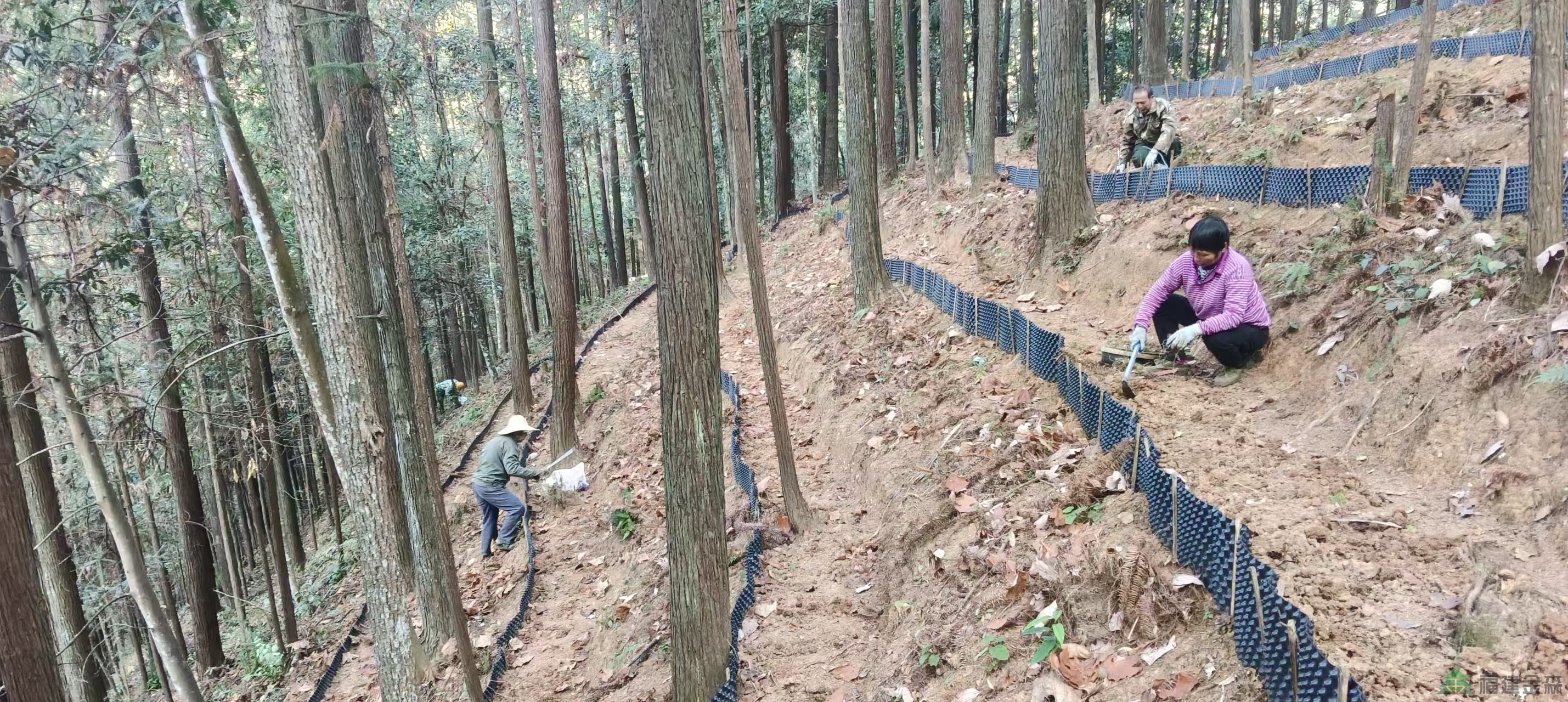 漠源琵琶丘基地黃精試種擴容！金森探索林藥共生新路徑